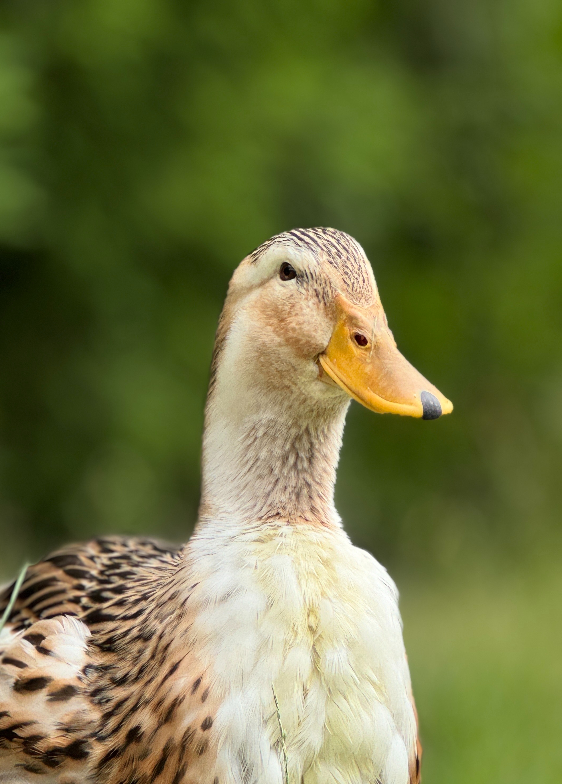 Clover the Duck