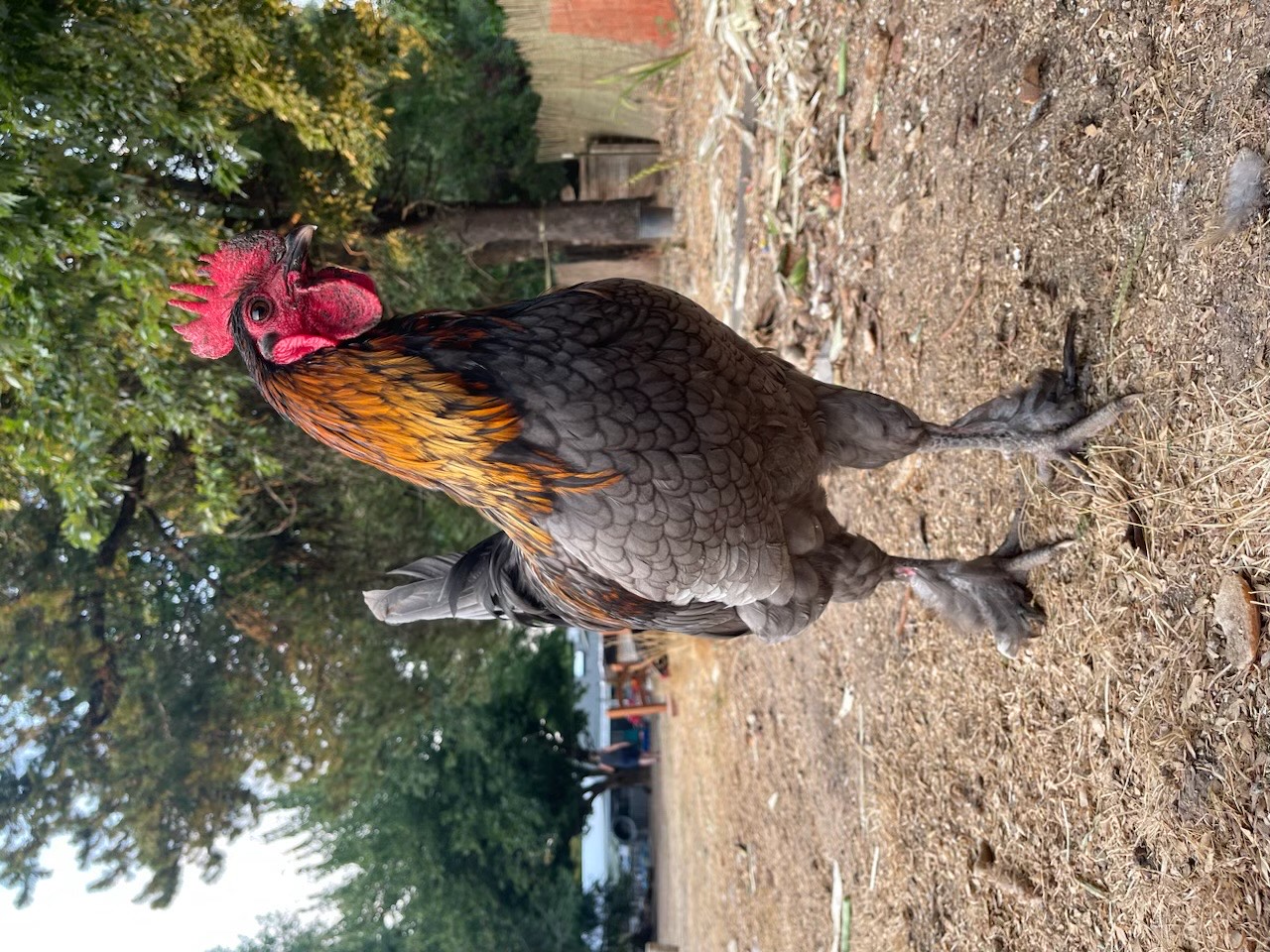 GummyBear the Rooster