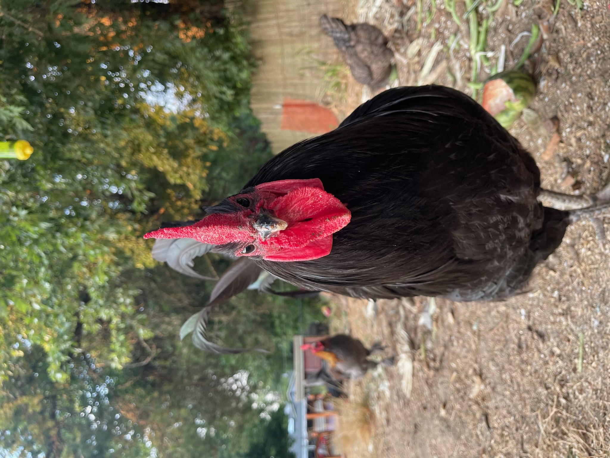 Kiwi the Rooster