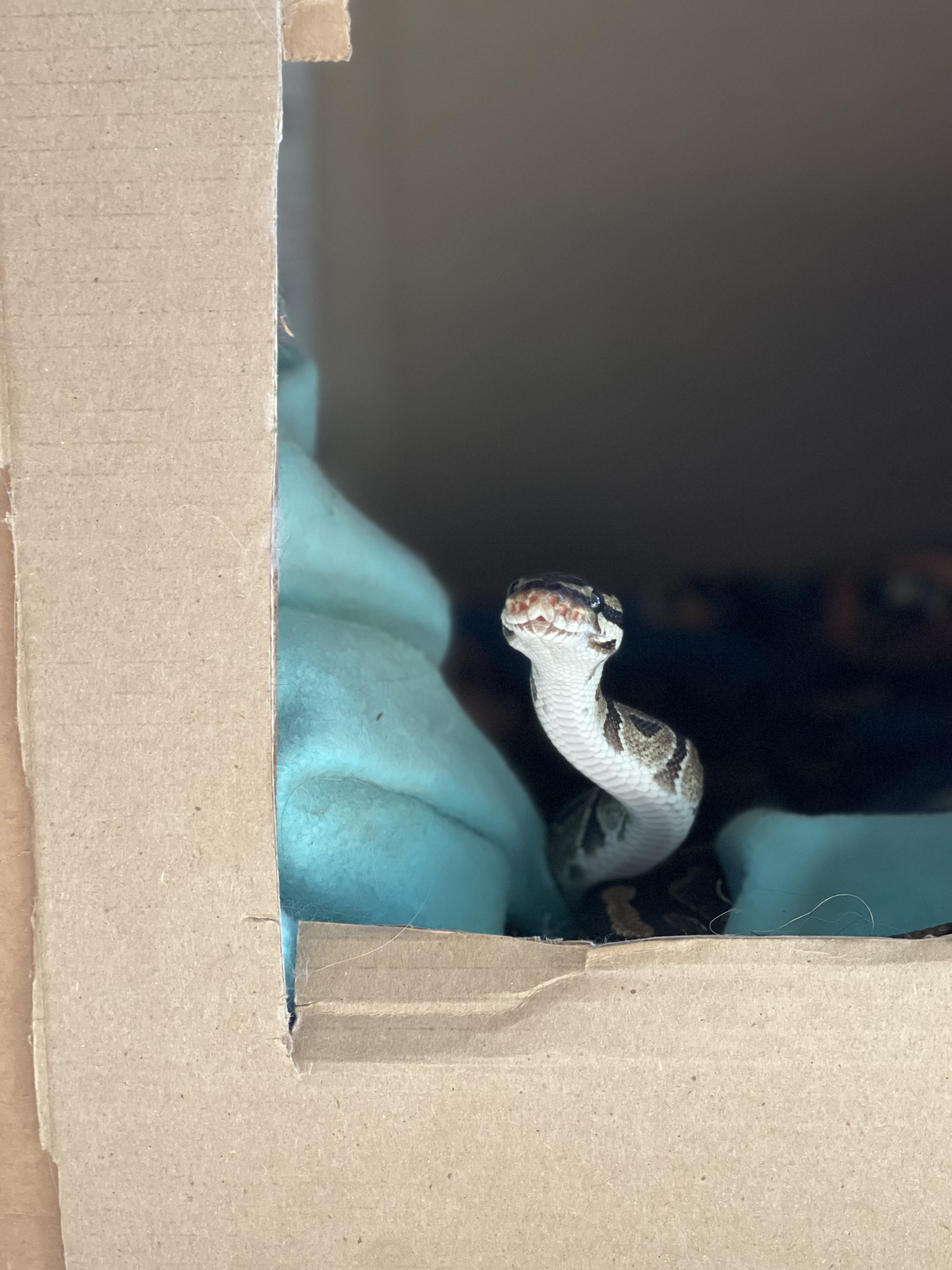 Onyx the Snake