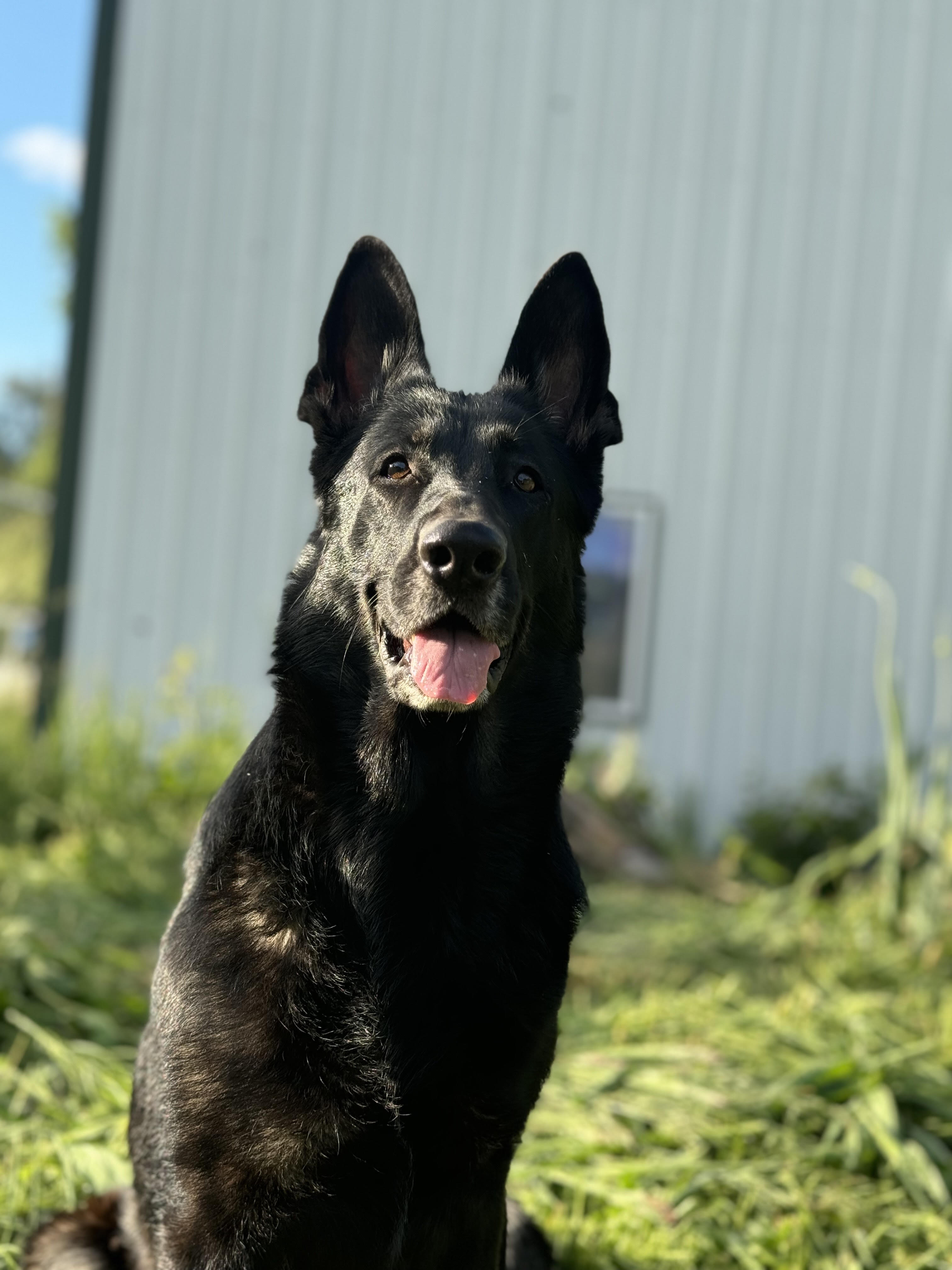 Pepper the German Shepherd